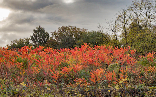 Ein Blick auf eine Böschung. Unten sind noch einige grüne Sträucher zu sehen. Dann gibt es einen breiten Streifen von Essigbäumen deren Blätter knallig Orange-Rot leuchten. Dahinter sind einige Bäume zu sehen. Der Himmel ist dunkel bewölkt.