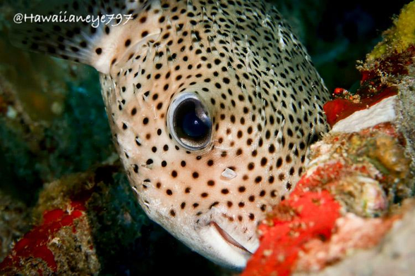 A rounded beige fish covered with dark spots hiding part of its face behind a multi-colored rocky ledge. It has large round dark eyes.