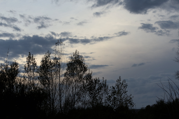 Landscape photo of a sky with some clouds in a sunsetting light, with silhouettes of trees