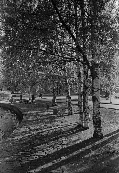 In a black-and-white photo, a part of a park with a pond. It's a sunny day. Birches grow along the pond, casting long shadows.