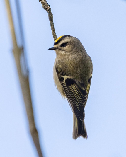 Golden Crowned Kinglet 