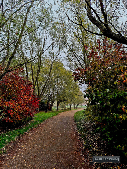 A tranquil scene along a winding path, beautifully illustrating the transition of the seasons into autumn. The foreground is dominated by a reddish-brown, textured pathway that draws the viewer's eye straight toward the middle ground, where it gently curves out of sight to the right and then re-appears further in the distance. Either side of the path, the foliage provides a dramatic display of seasonal change, with a vibrant shrub on the immediate left blazing in a deep, fiery red, offering a striking contrast to the taller trees that line the way still retaining many shades of green and yellow-green. 

In one corner of the image, there's the photographers name that reads "PAUL JACKSON" in white text on a dark rectangular background.
