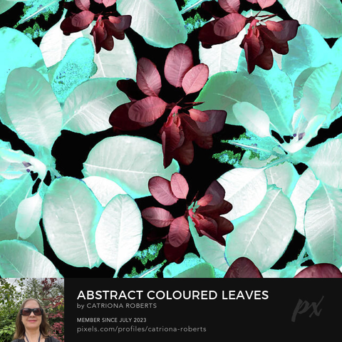 Digital image featuring the design- 

Abstract Coloured Leaves #2.

I took a photo of autumnal leaves and laterally digitally manipulated these ( using various means including the Magic AI Background Remover, layering and colour filter options in canva.com) to create a stunning piece of contemporary botanical art. 

Features a vibrant composition of pale turquoise and contrasting dark red leaves, creating an eye-catching pattern. 

The use of negative space enhances the boldness of the colors.

Click links on the main post for options. 
