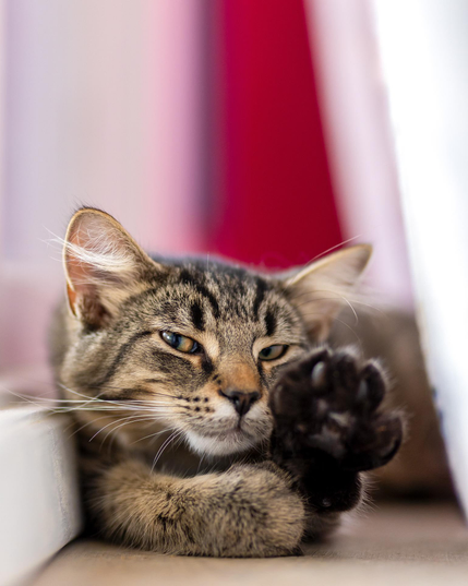 Rumour says it's lazy Sunday! 🥰