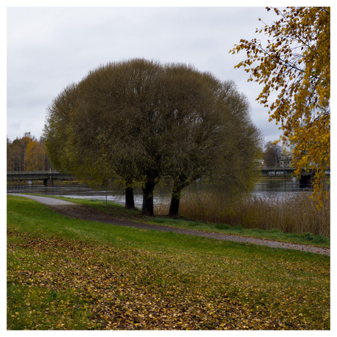 En fyrkantig bild på tre lövträd tätt tillsammans med få löv kvar. En gångväg korsar från nere till höger till uppe till vänster. Några grenar med gula löv hänger ner från höger kant. I bakgrunden flyter en älv under en bro.