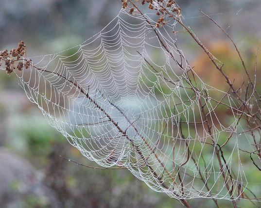 A photo of a spider web covered in dew drops.