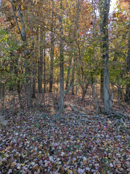 Photo through thinning trees toward an open area where the sun is shining on a stand of trees. The open space in the foreground is covered with brightly colored fallen leaves.
