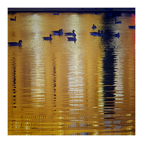 In einer Wasseroberfläche spiegelt sich gelbes Licht von Straßenlaternen, auf dem Wasser schwimmen Enten mit einem bläulichen Schimmer