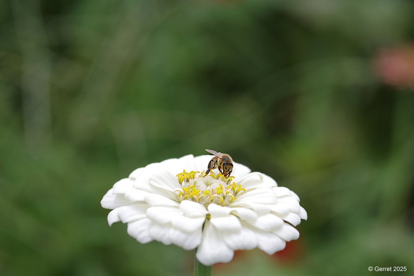 Bee perched on a white zinnia bloom, collecting pollen. The background is a soft focus of green foliage, creating a serene, natural setting.