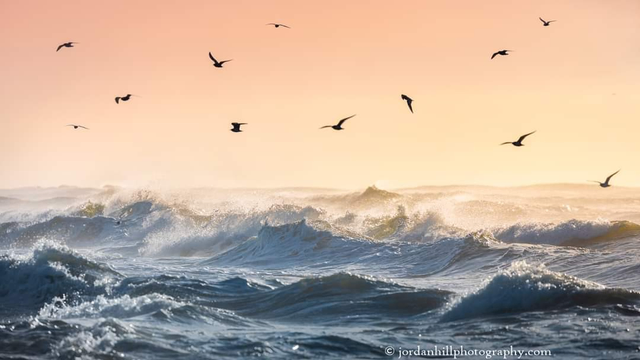 Seagulls flying over morning Waves on the Emerald Coast near Navarre Florida. 