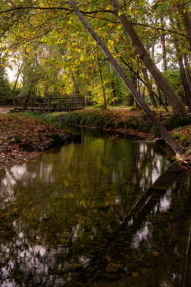 Español: un pequeño arroyo de agua clara atraviesa un bosque con árboles de hojas verdes y amarillas. A un lado se ve un puente de madera y el reflejo del follaje en el agua. La escena tiene luz suave y un ambiente otoñal y tranquilo.

English: A small clear stream runs through a forest with trees covered in green and yellow leaves. On one side there’s a wooden bridge and the foliage is reflected in the water. The scene has soft light and a calm, autumn atmosphere.
