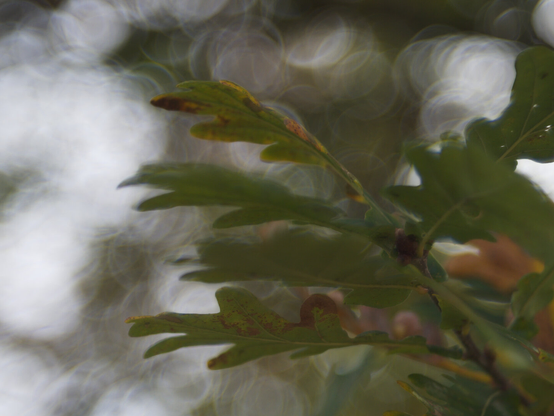 Oak leef with cool bokeh