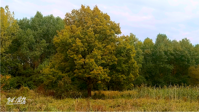 Couleurs d'automne d'une roselière avec des arbres au fond de l'image
Autumn colours of a reed bed with trees in the background