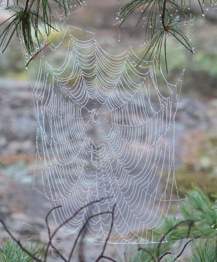 A photo of a spider web covered in dew drops.