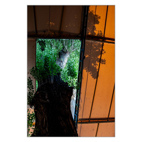 They built a tarpaulin-covered terrace around a tree and cut out a section of the tarpaulin for its foliage. This way, the tree's crown emerged from under the tarpaulin.