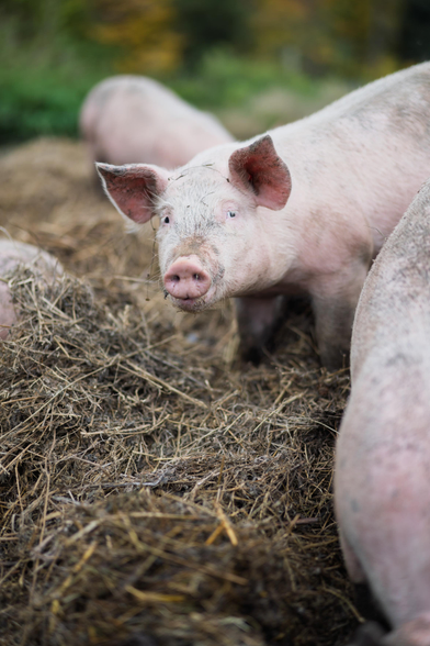 Cochon fortement intrigué par ma présence, entouré de foin et de bons amis.