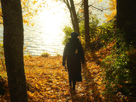 A person heading towards a lake and walking on top of yellow/golden leaves that have fallen