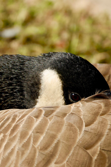 very close on a black and white bird with its face tucked under a wing.