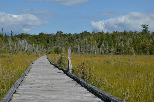 A wooden path over a marsh, leading into a forest.