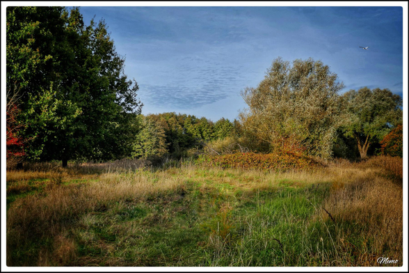 Bildbeschreibung: 
Eine große Freifläche mit vielen wild wachsenden Gräsern und anderen Pflanzen im morgendlichen Sonnenlicht. Rundherum wachsen Büsche und Bäume.