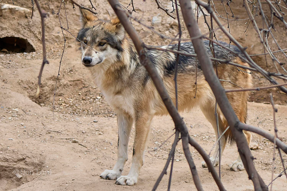 This is a close-up colour photo in landscape format of a Mexican Wolf (Canis lupus baileyi) also known as a Lobo Mexicano. Southern Arizona (2025)
In the immediate foreground are a number of bare branches, blurred slightly out of focus. In the centre of the image and stretching to the right is our Wolf, standing at right angles to the camera, head to the left - tail to the right. Our Wolf is of German Shepard size, the legs being perhaps a little longer. The colouring varies between cream or white, medium brown and dark grey. The paws and lower legs are the lighter colour, graduating to the medium brown further up with the body being generally brown with the back being dark grey. The snout, face, head and ears: a mix. The nose black, the eyes brown. The environment around our Lobo, a medium yellow, sandy, undulating scene devoid of any visible greenery, with rising terrain behind and a shadow on the left that might be a small cave or burrow.
The Mexican Wolf, the most endangered Wolf in the US, after years of hunting, poisoning and trapping, is making a slow recovery in numbers with 286 counted wild in the US, 45 in Mexico and a 380 in captive breeding programs as of 2025.