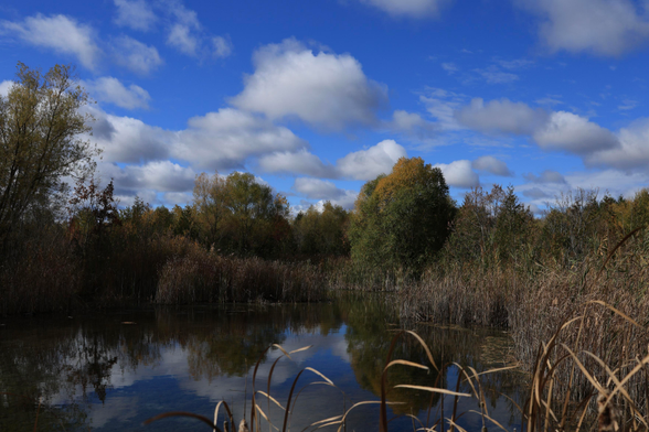 This photo was taken overlooking a pond in a wetland area. A walking trail circles around the pond with different views provided. It was taken on a pleasant fall weather day with a blue sky and a number of smaller white clouds overhead.  Reflections of both the sky and clouds can be seen on the surface of the water. Trees extend from the left side to the right side in the background of the frame.  Although later in October, most of the leaves in this area on the trees are still green. 