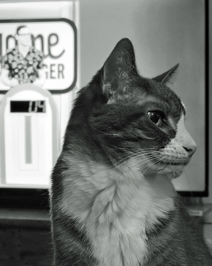 Black and white portrait of a tabby cat named Dara, looking right, with a partially visible TV show called 'Game Changer' in the background. Dara has a white face, chest, and front paws, with dark tabby markings on the rest of his body. 