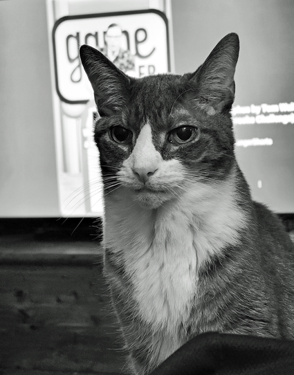 Black and white portrait of a tabby named Dara gazing at the viewer with an expectant expression, positioned in front of a blurry TV in the background with a sign that reads "Game changer" on the screen. Dara has a white patch on its face, a white chest, and a dark grey tabby coat. His ears are perked up, and his whiskers are visible.