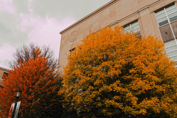 An orange tree is in the bottom left and a larger yellow globular tree is to the center right with a marble building with a carving at its upper right and a grey cloudy sky above it