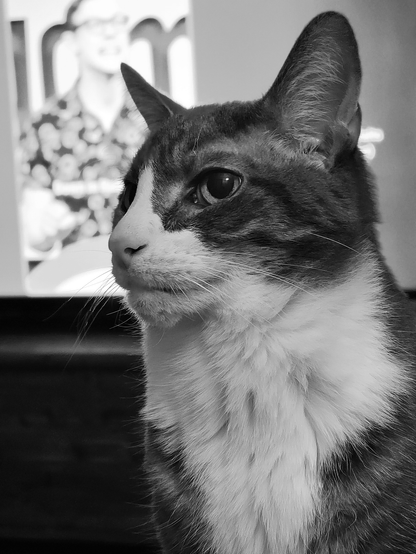 Black and white portrait of a tabby cat named Dara with a white muzzle and chest, looking intently to the left, with a blurred image of a comedian on an obscured TV screen in the background.