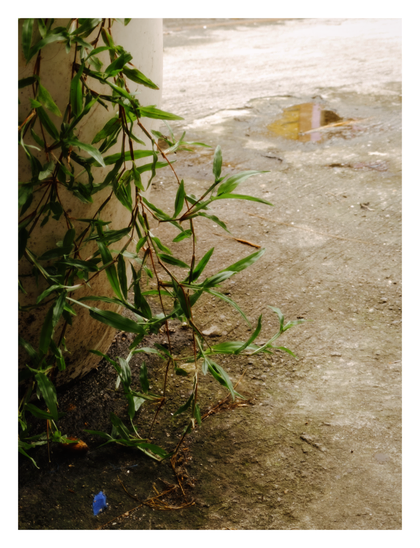 A plant with long, green, lance-shaped leaves and reddish stems, trailing down a light-colored pot and onto a stained concrete ground. There is a small puddle of water in the background.