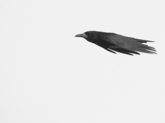 Bird, black and white, photo
