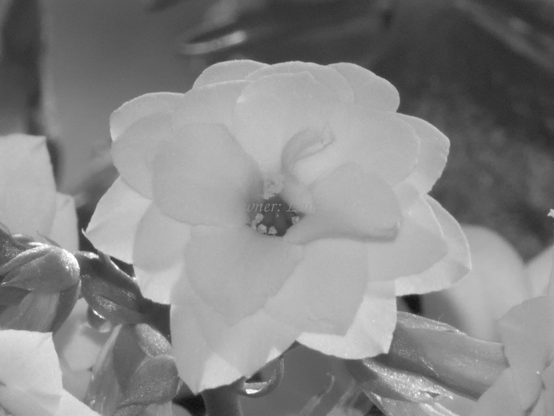 Flower, closeup, black and white, photo