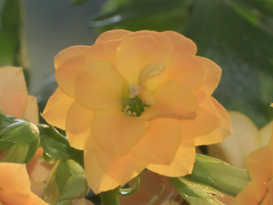 Flower, closeup, color, photo