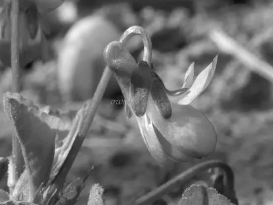 Flower, closeup, black and white, photo