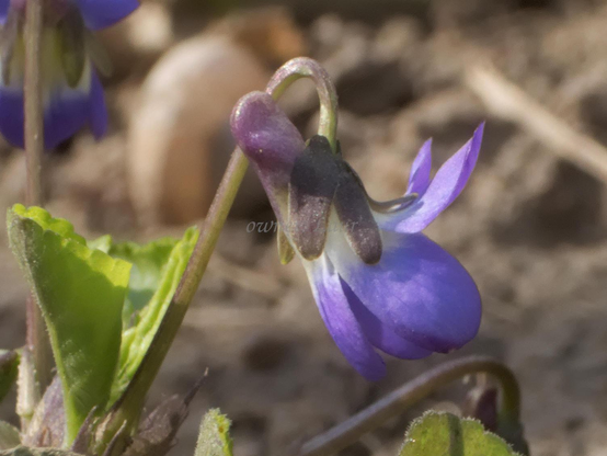 Flower, closeup, color, photo