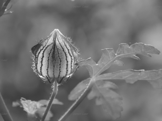 Flower, closeup, black and white, photo