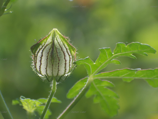 Flower, closeup, color, photo