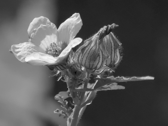Flower, closeup, black and white, photo