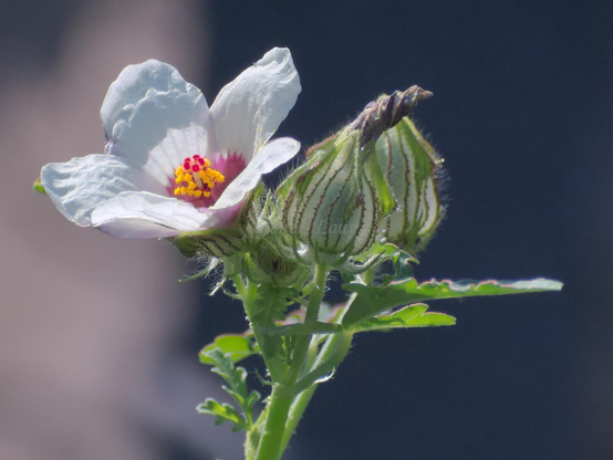 Flower, closeup, color, photo