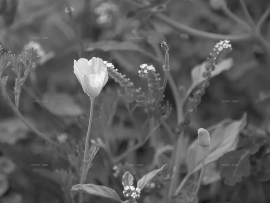Flower, black and white, photo