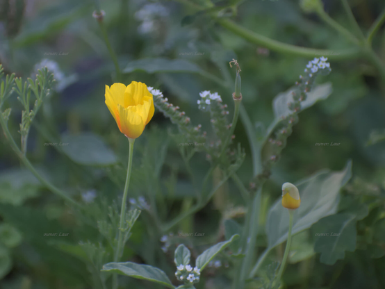 Flower, color, photo