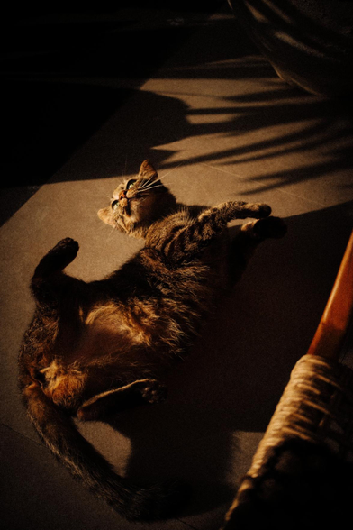The feline is engaged in play during the sunset.