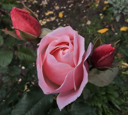 In der Mitte des Fotos ist eine rosafarbene Rose, deren im Öffnen begriffene Blüte noch einen wunderschön geformten Kelch bildet. Im unteren Bereich der Blütenblätter geht die Farbe ins Dunkelrosa über. Rechts und links oben sind zwei Rosenknospen, die eher rot-rosa sind. Die spitzen Kelchblätter sind dunkelgrün und stehen bereits etwas von den Knospen ab. Im Hintergrund unscharfes Grün.