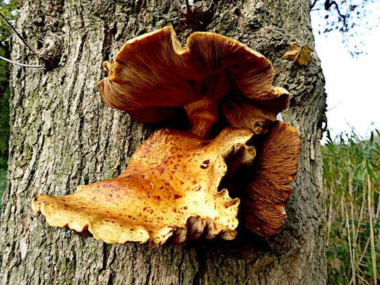 Foto van oranje-gele zwam op boom