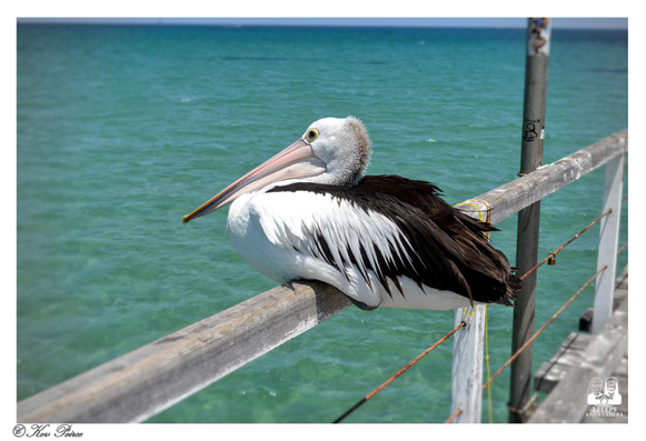 A large Australian Pelican with white and dark brown plumage sits on a wooden railing of a pier, facing left.

The bird's long beak is visible. The water behind the railing is a clear, bright turquoise-blue under a lighter blue sky.