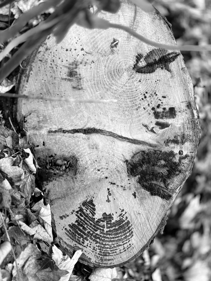Slice of tree cut with three spots in the lower part, narrower than the more rounded top: e is shaped like an alien's head. (Version françæ) Tranche d’arbre coupæ avec trois taches dans læ partie infériær plus étroix que læ haut plus bombæ: eil a læ forme d’æn tête d’alien.