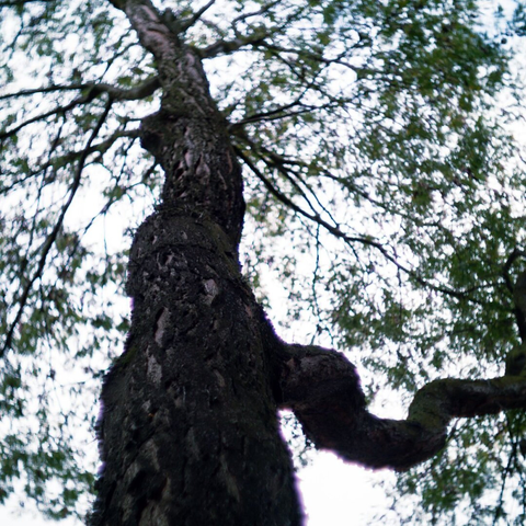 A trer with much CA andbswirl