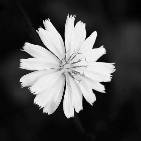 Eine Nahaufnahme einer Blüte einer "Gemeinen Wegwarte" in Schwarzweiß.