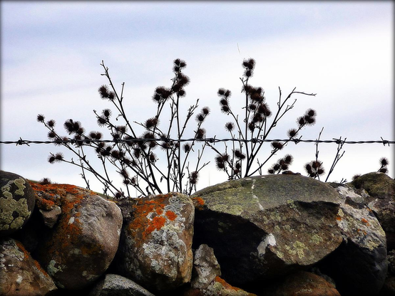 A colour photograph showing dead flowers behind a ribbon of barbed wire on top of a dry stone dyke with grey blue sky in the background.